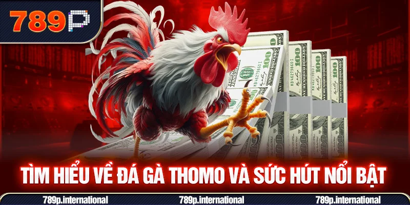 Tìm hiểu về đá gà Thomo và sức hút nổi bật