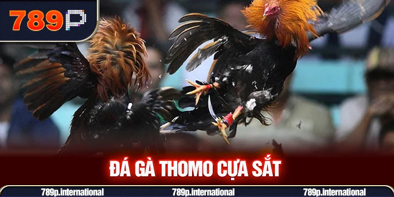 Đá gà Thomo Cựa sắt